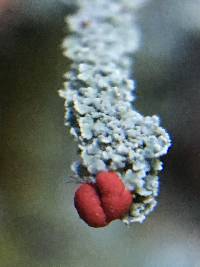 Cladonia bellidiflora image