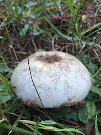 Agaricus xanthodermus image