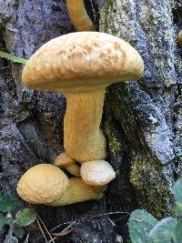 Gymnopilus ventricosus image