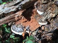 Fomitopsis pinicola image