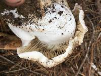 Russula nigricans image