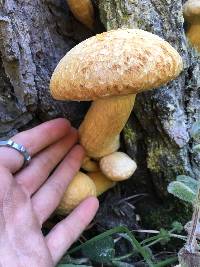 Gymnopilus ventricosus image