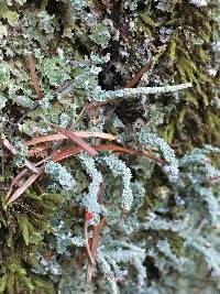 Cladonia bellidiflora image