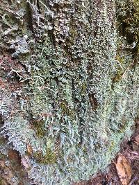 Cladonia bellidiflora image