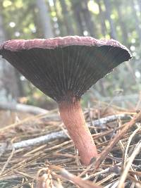 Chroogomphus vinicolor image