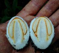 Amanita jacksonii image