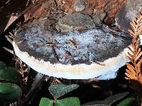 Fomitopsis pinicola image