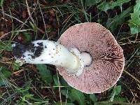 Agaricus xanthodermus image