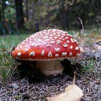 Amanita muscaria image