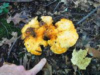 Laetiporus sulphureus image