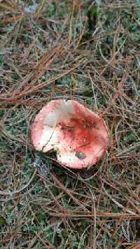 Russula emetica image