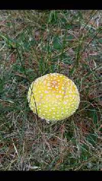 Amanita muscaria image