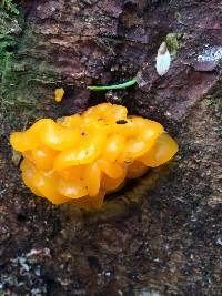 Tremella mesenterica image