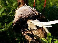 Coprinus comatus image