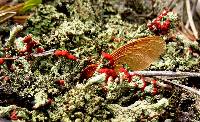 Cladonia cristatella image