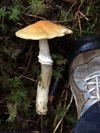 Cortinarius caperatus image