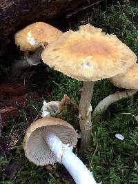 Cortinarius caperatus image