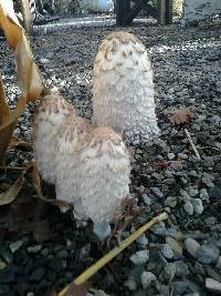 Coprinus comatus image