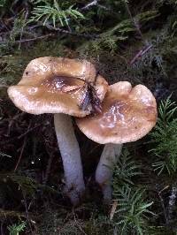 Cortinarius collinitus image