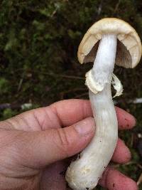 Cortinarius caperatus image