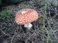 Amanita muscaria image