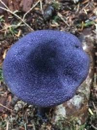 Cortinarius violaceus image