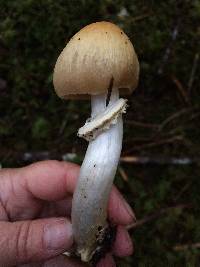 Cortinarius caperatus image