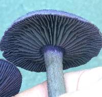 Cortinarius violaceus image