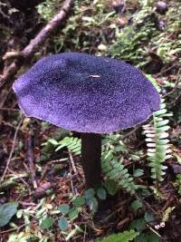 Cortinarius violaceus image