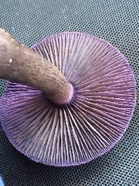 Cortinarius violaceus image