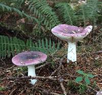 Russula xerampelina image