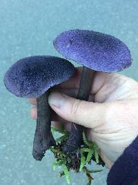 Cortinarius violaceus image