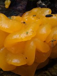 Tremella mesenterica image