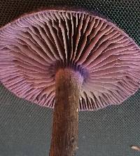 Cortinarius violaceus image