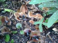 Psilocybe cyanescens image