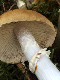 Cortinarius caperatus image