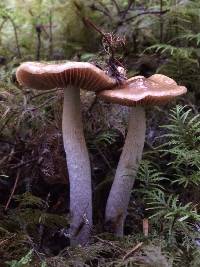 Cortinarius collinitus image