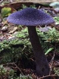 Cortinarius violaceus image