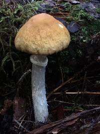 Cortinarius caperatus image