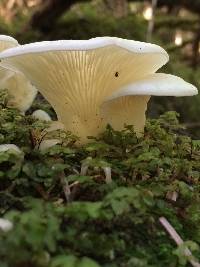 Pleurocybella porrigens image