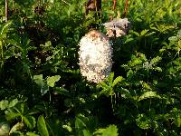 Coprinus comatus image