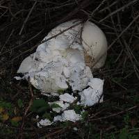 Calvatia gigantea image