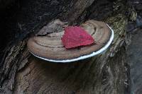 Ganoderma applanatum image