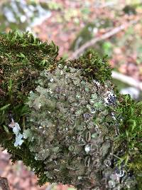 Image of Collema corrugatum