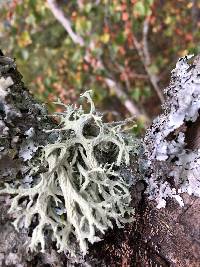 Evernia prunastri image