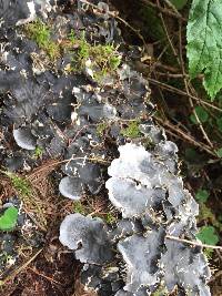 Peltigera membranacea image