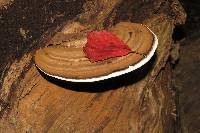 Ganoderma applanatum image