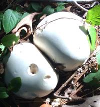 Calvatia gigantea image