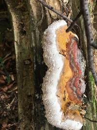 Fomitopsis pinicola image