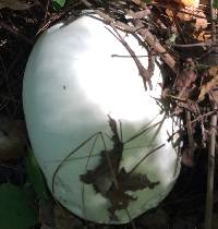 Calvatia gigantea image